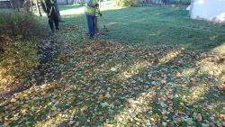 skwer przy ul. Warszawskiej - sprzątanie liści